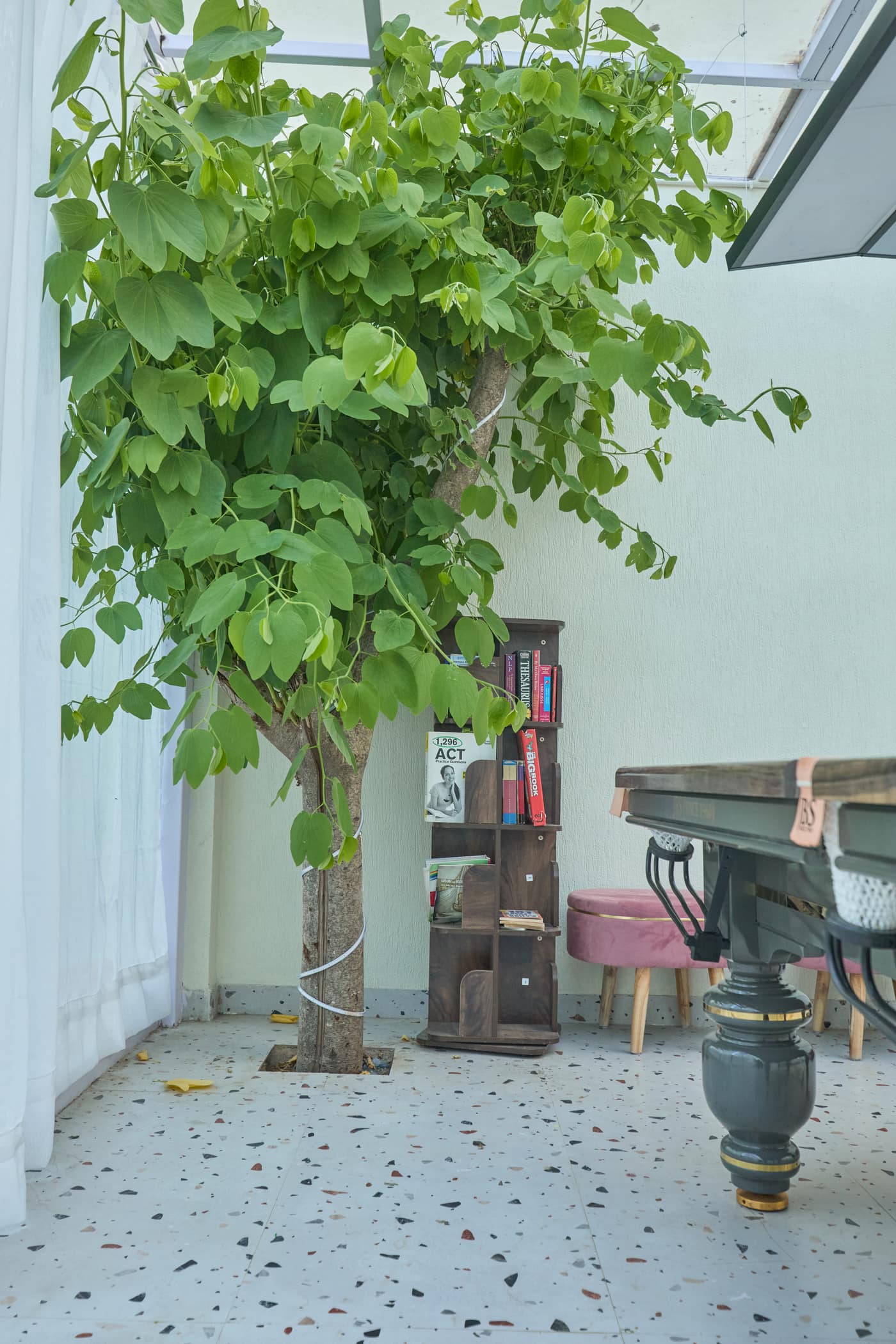 A living tree growing through the games room floor beside a bookshelf